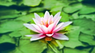 Close-up Photography of Pink Lotus