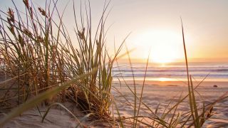 Green Grass on Sand Overlooking sea