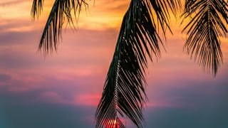 Sun Covered With Coconut Tree during Sunrise