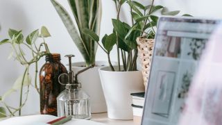 table with modern laptop and green plants