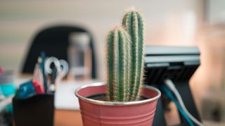 Cactus Plant