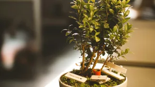 Green Potted Plant
