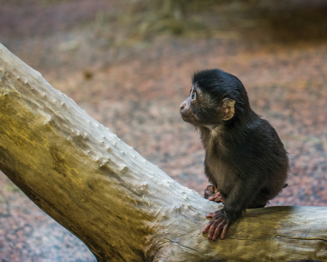 Monkey on Tree Branch