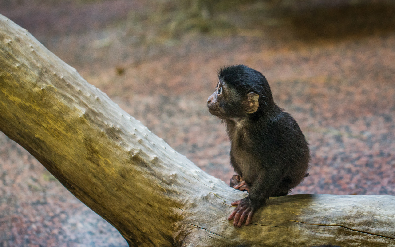 Monkey on Tree Branch