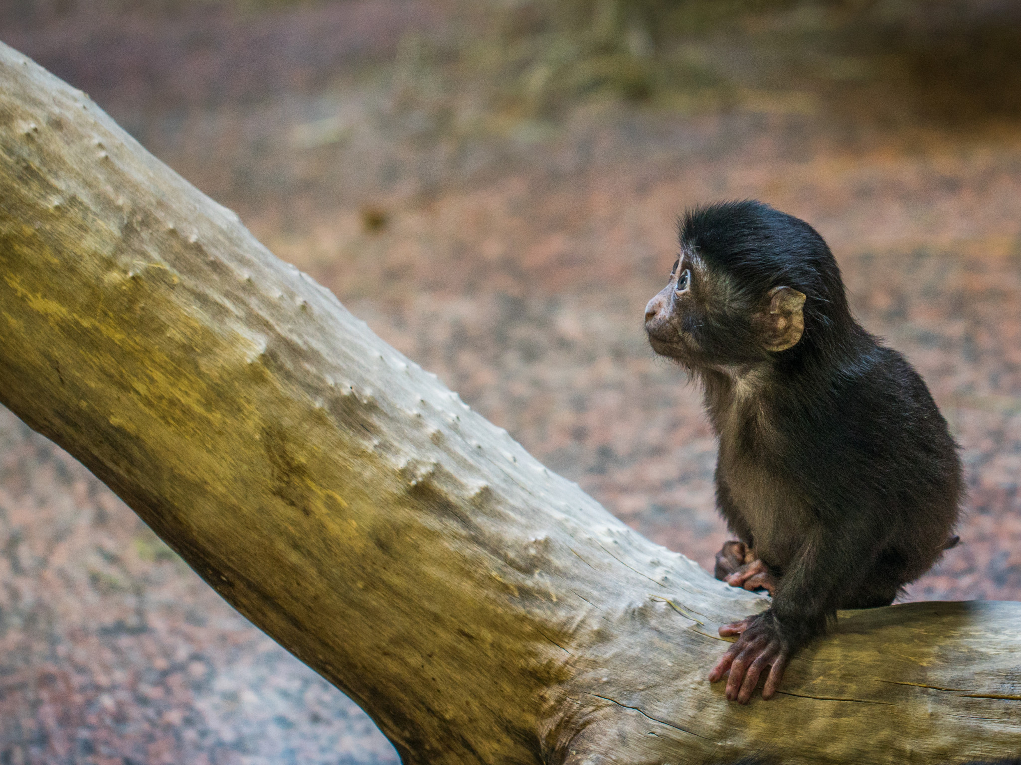 Monkey on Tree Branch
