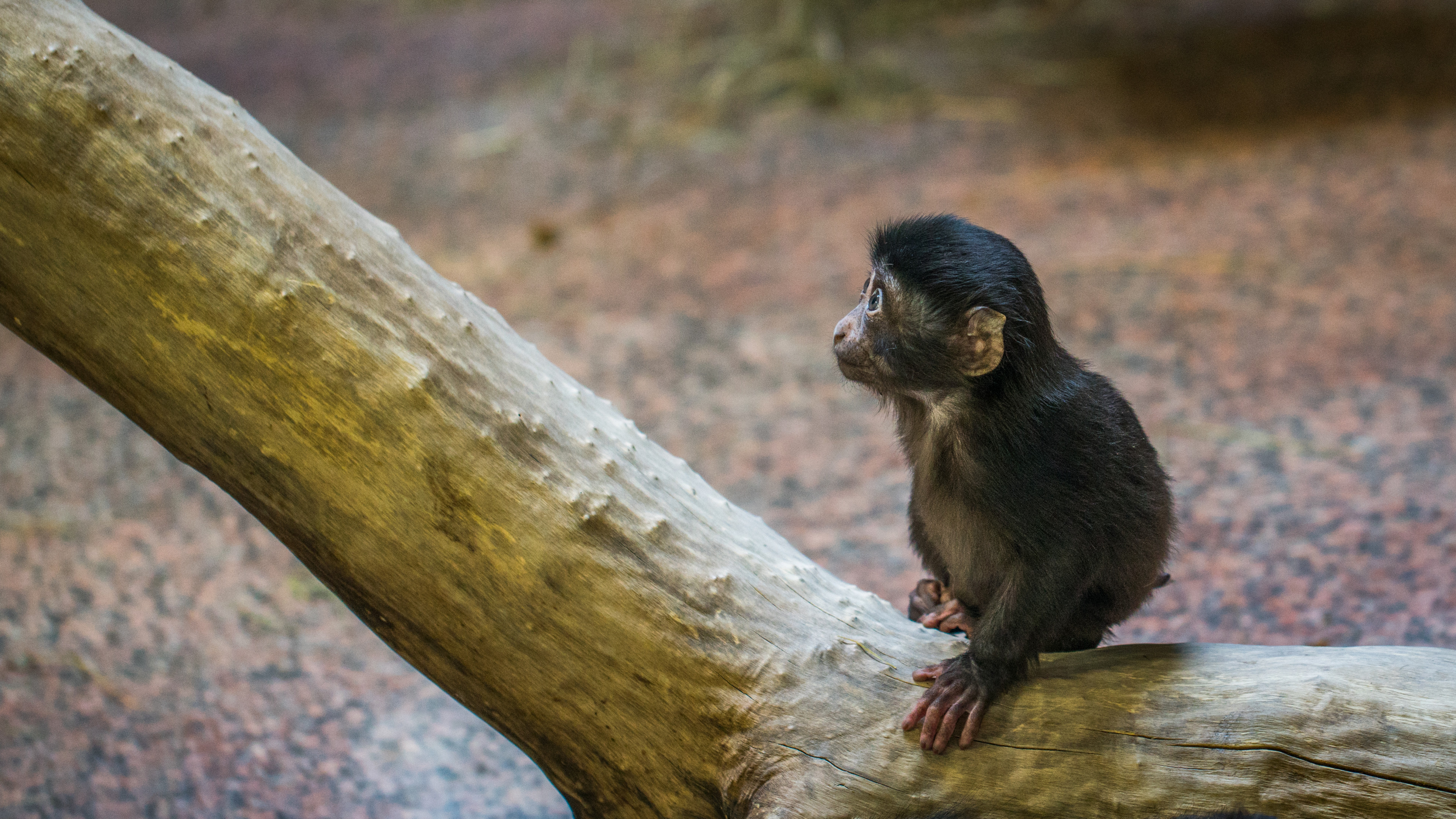 Monkey on Tree Branch