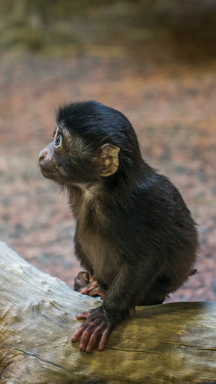 Monkey on Tree Branch
