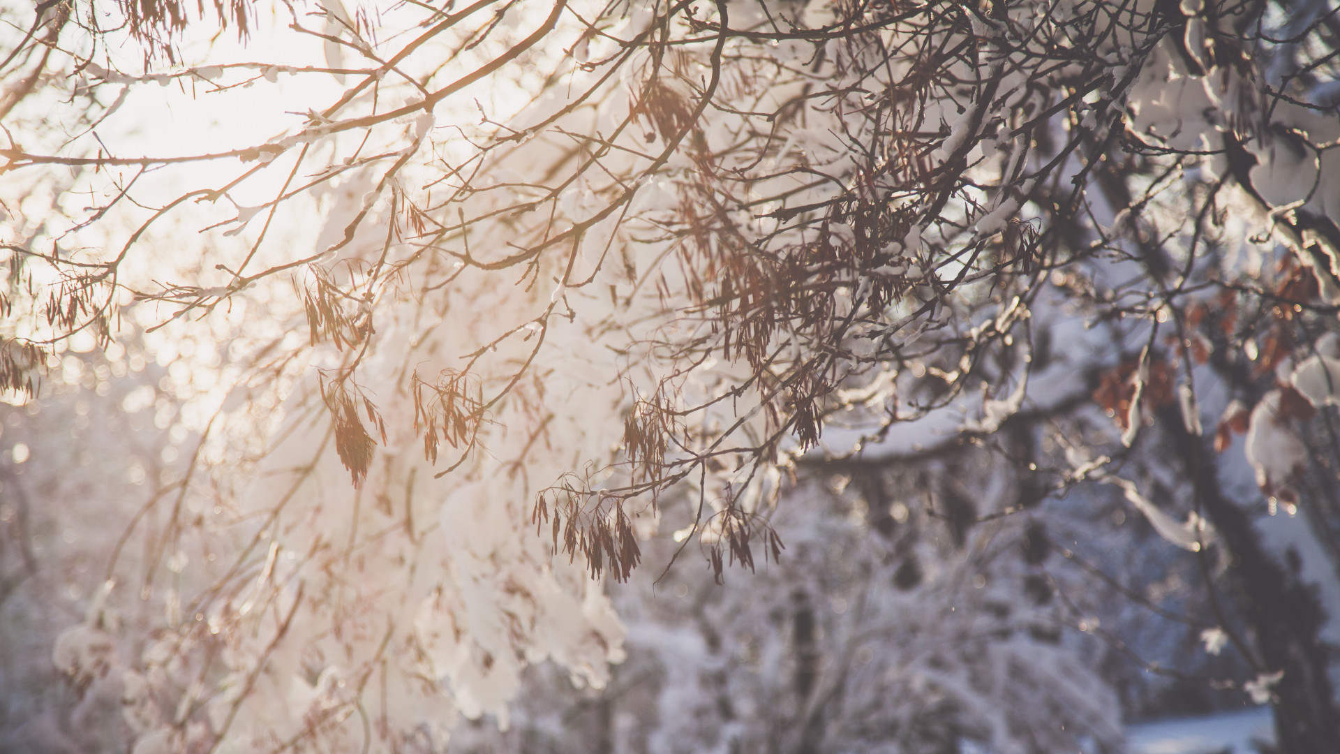 Tree Branch With Snow