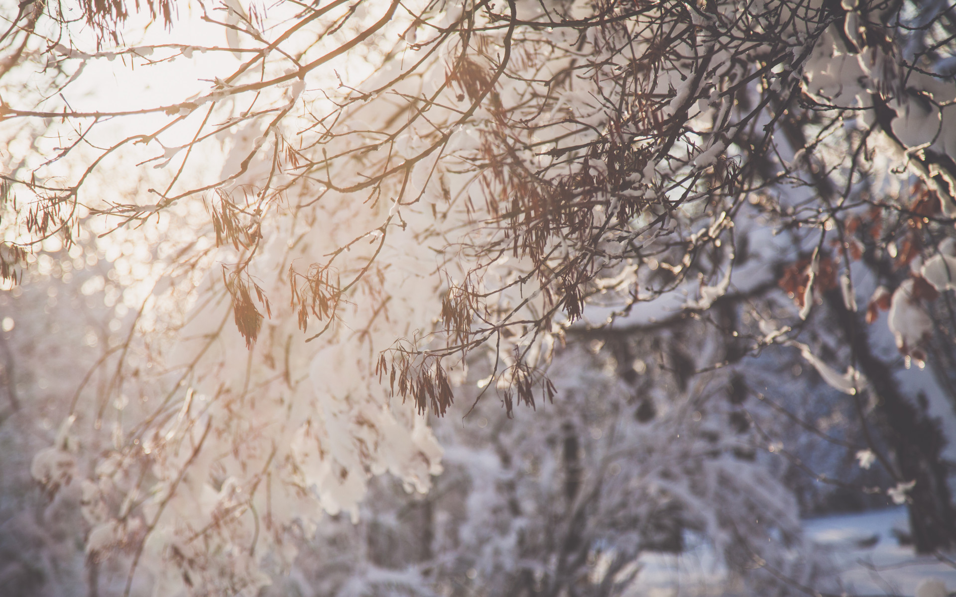 Tree Branch With Snow