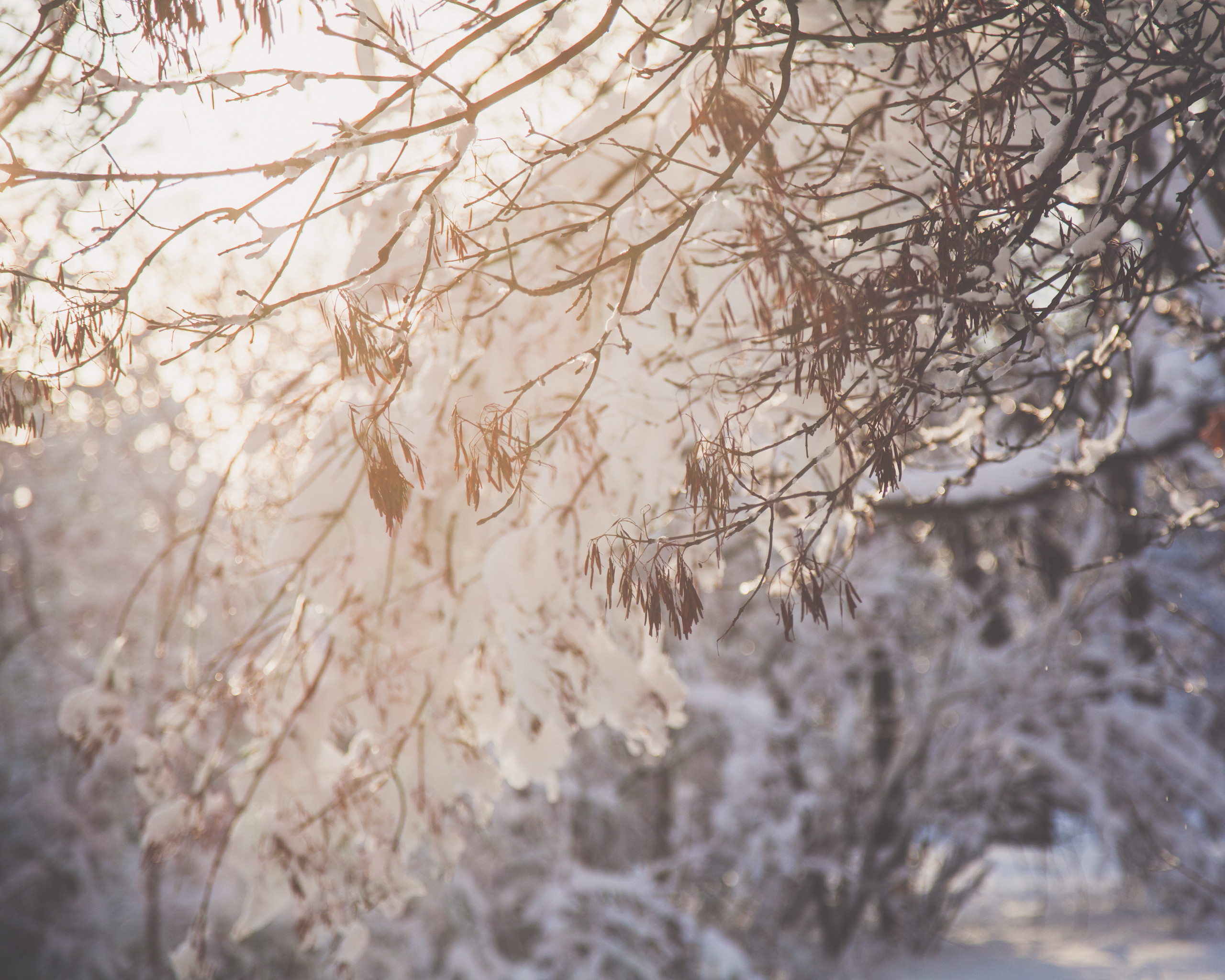 Tree Branch With Snow