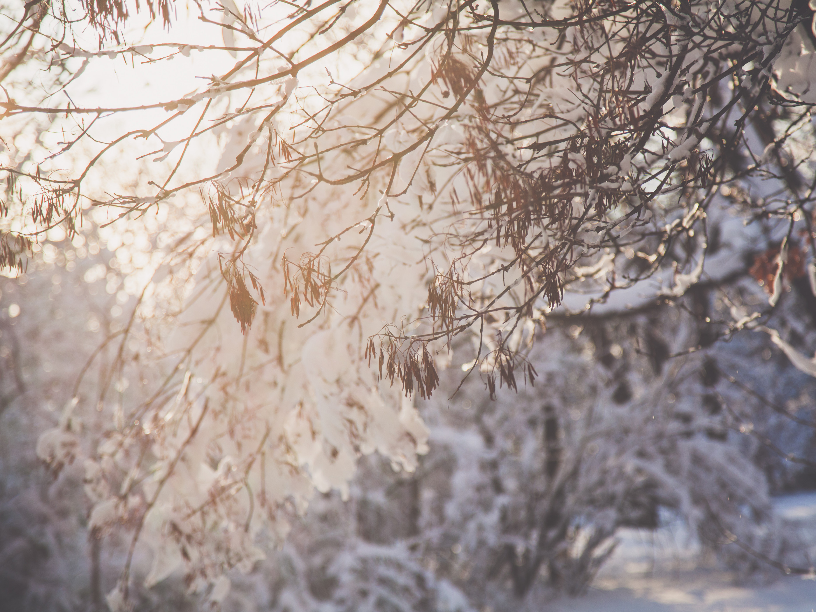 Tree Branch With Snow