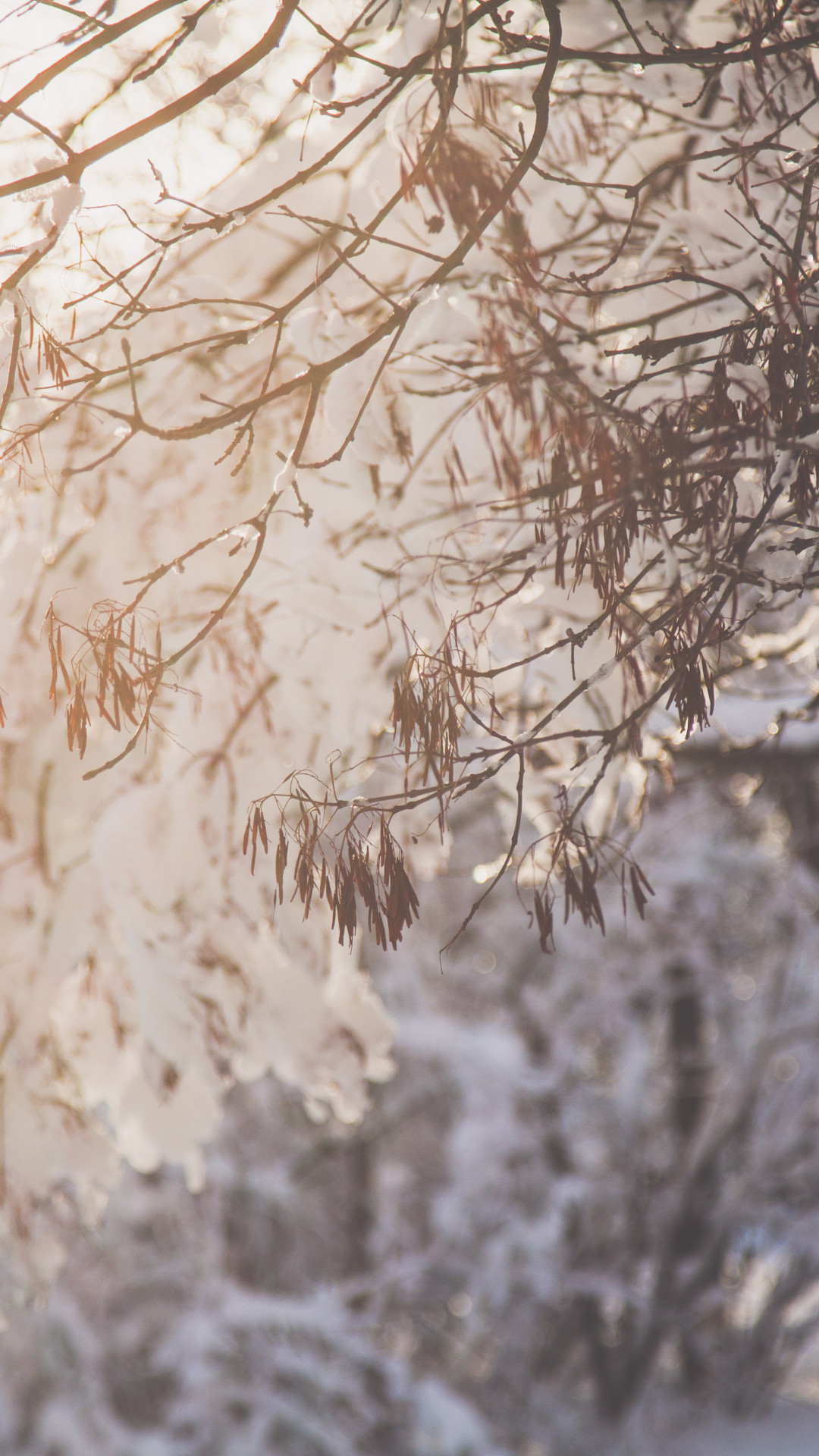 Tree Branch With Snow