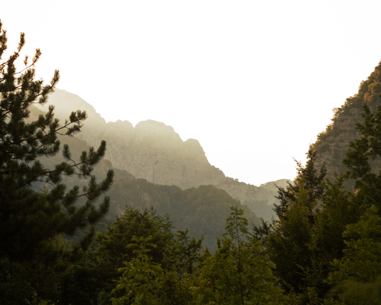 Green Trees on Mountain