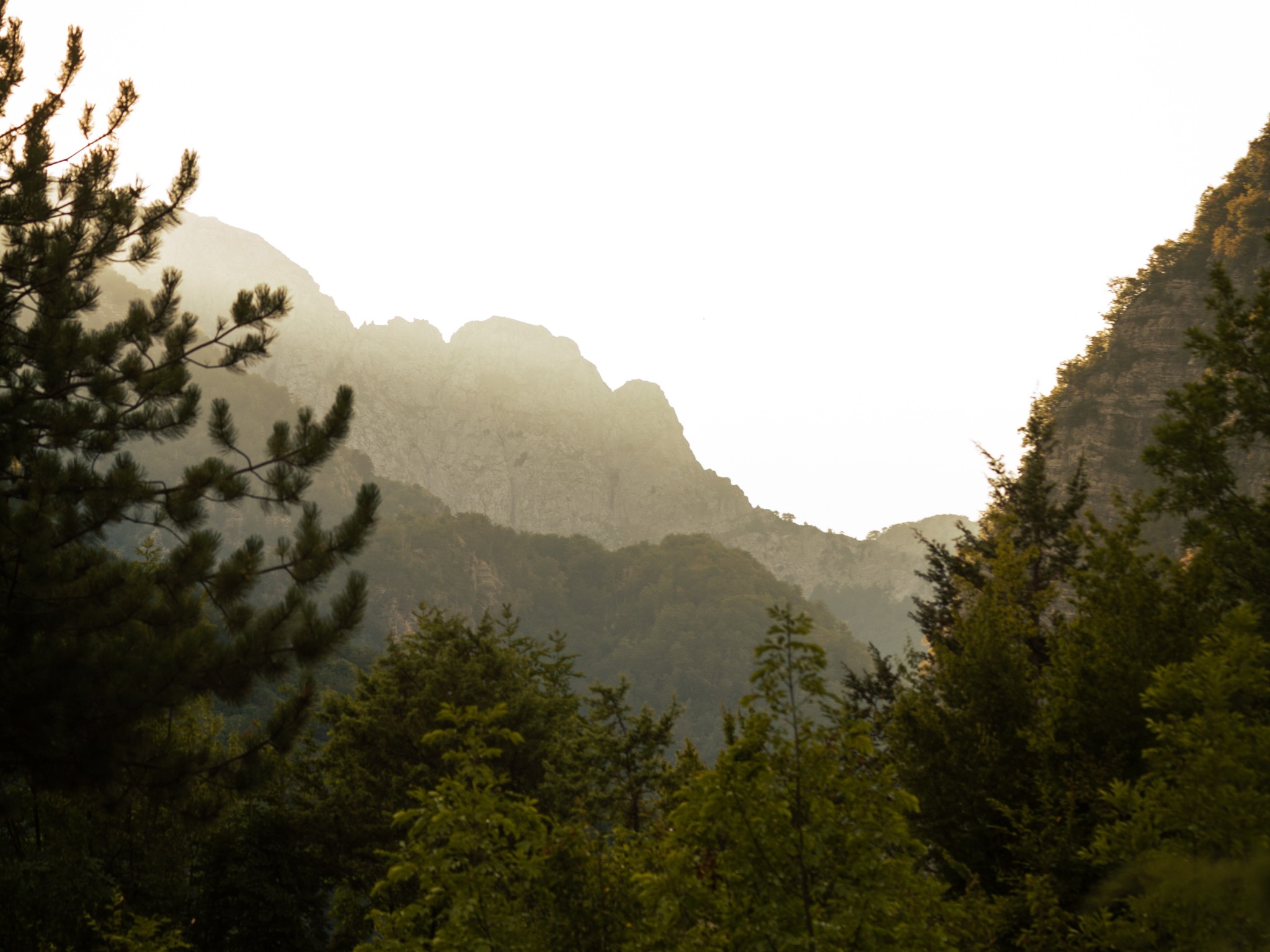 Green Trees on Mountain