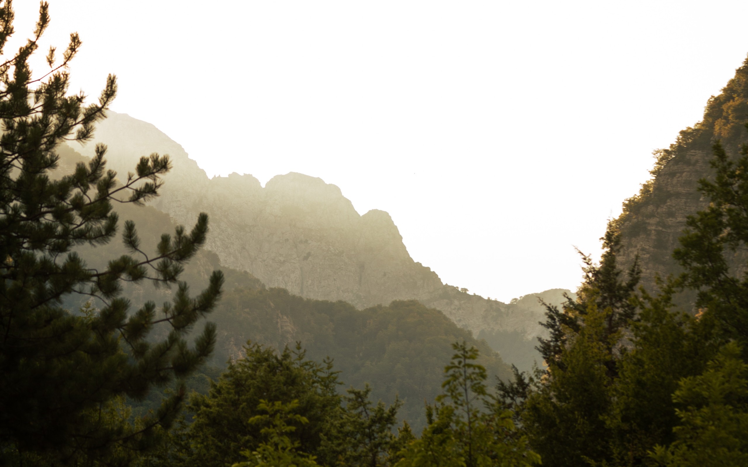 Green Trees on Mountain