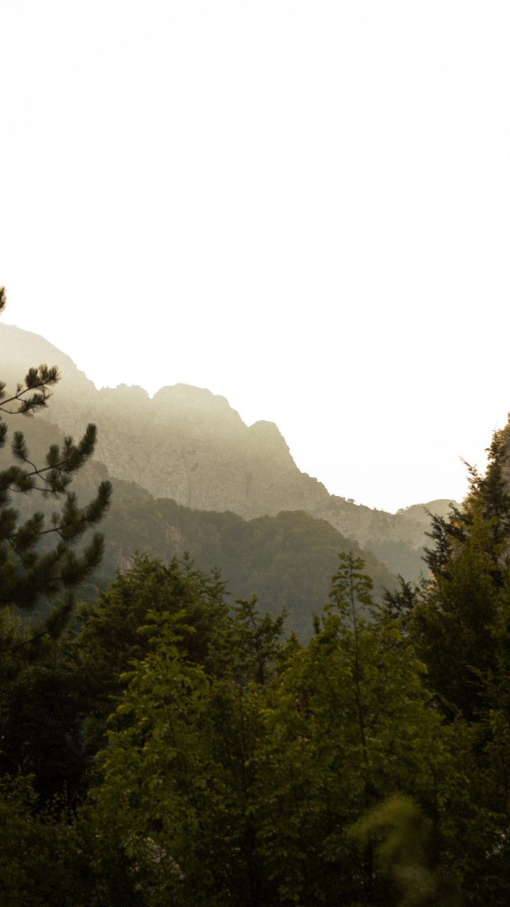 Green Trees on Mountain