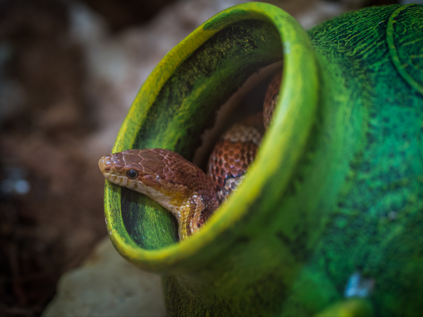 Brown Snake