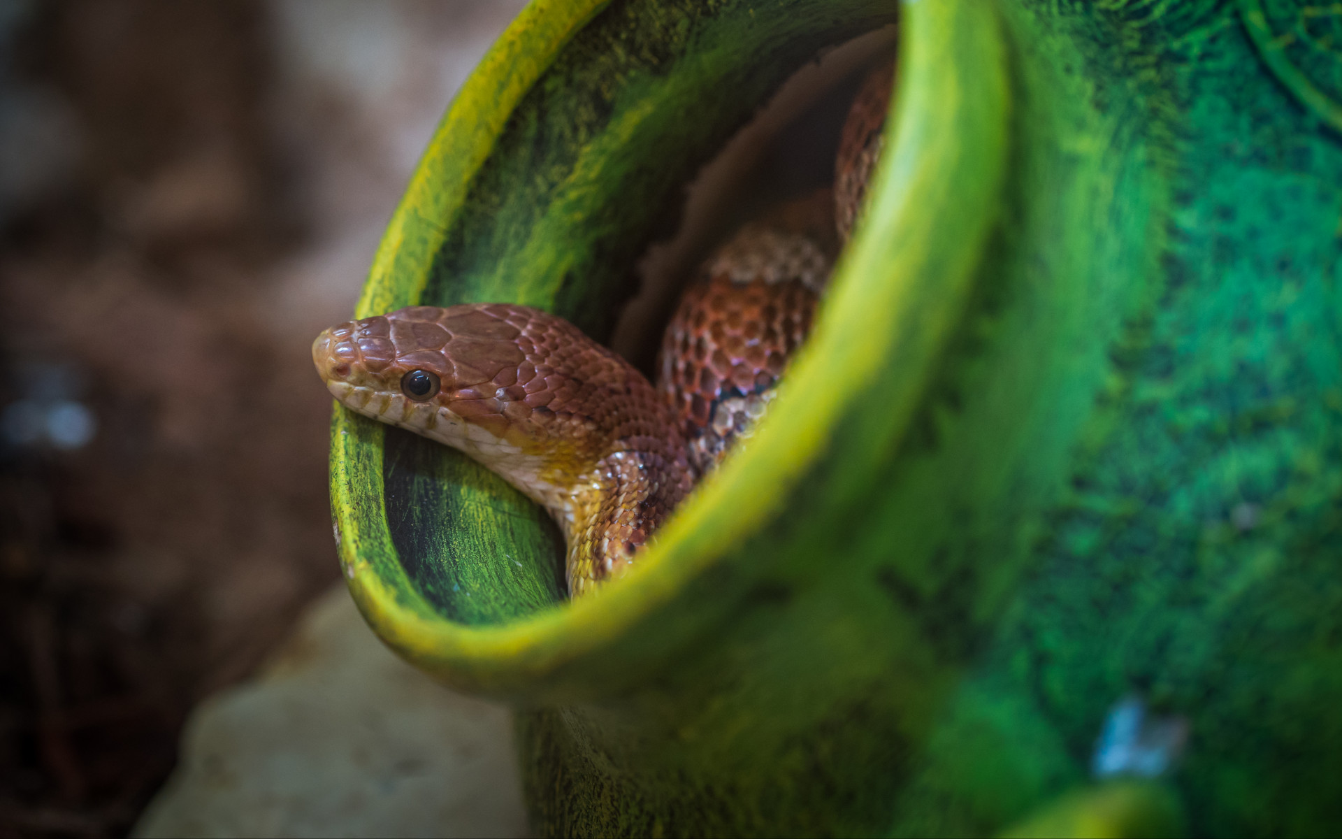 Brown Snake