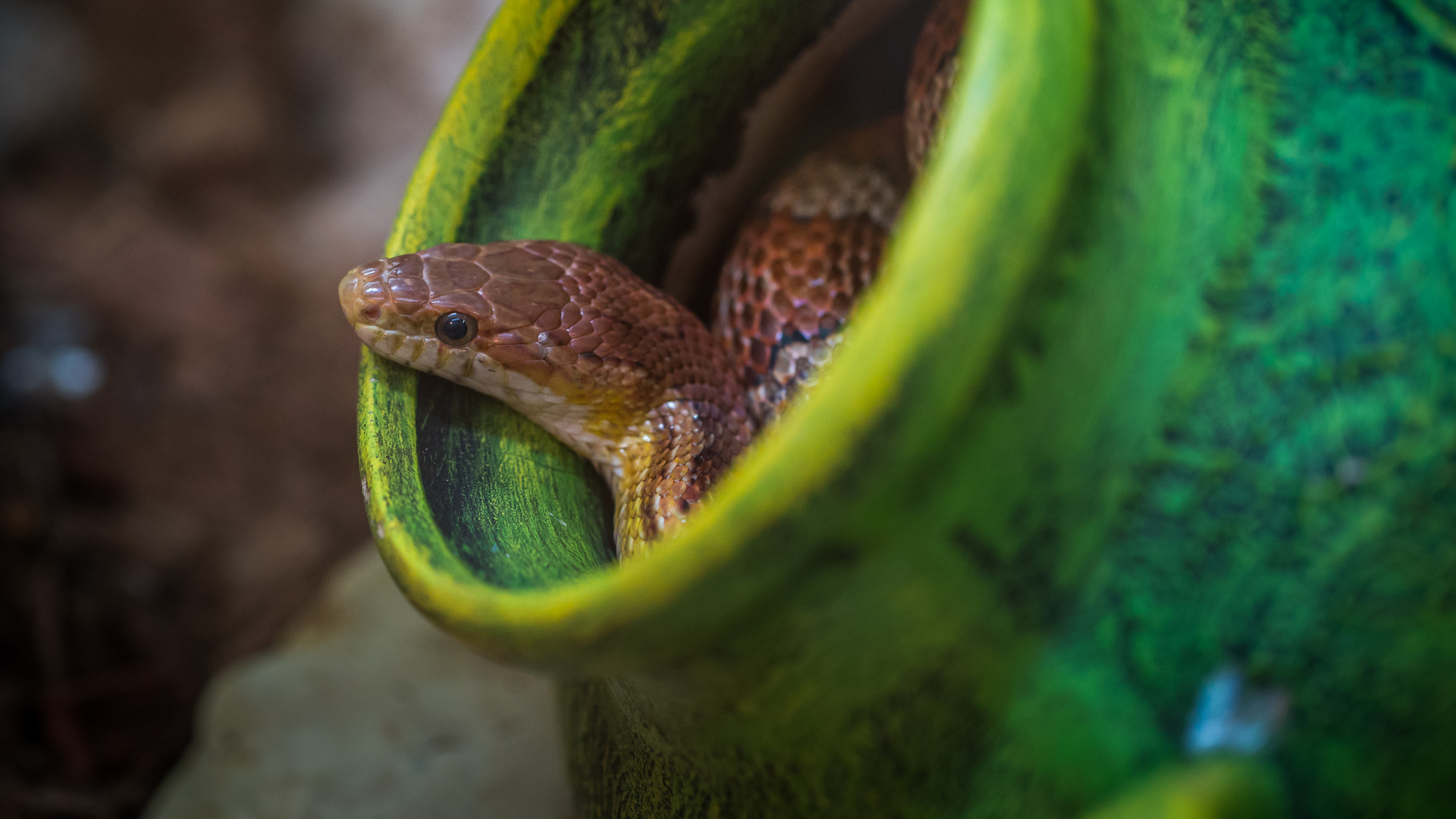 Brown Snake