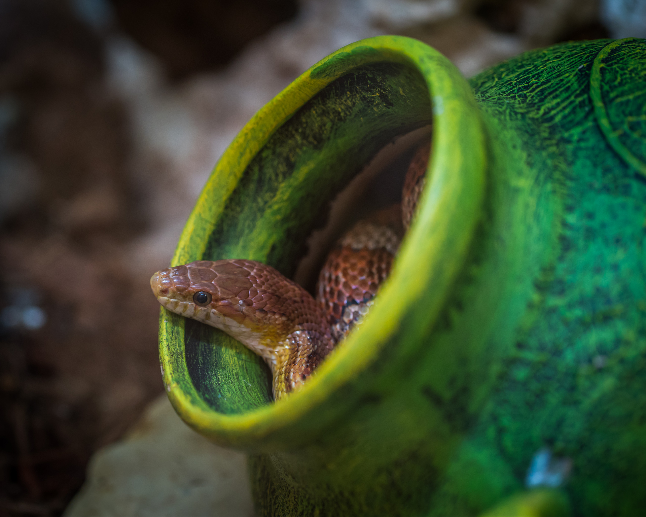 Brown Snake