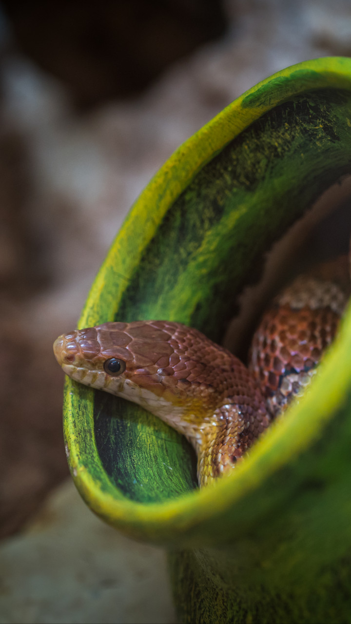 Brown Snake
