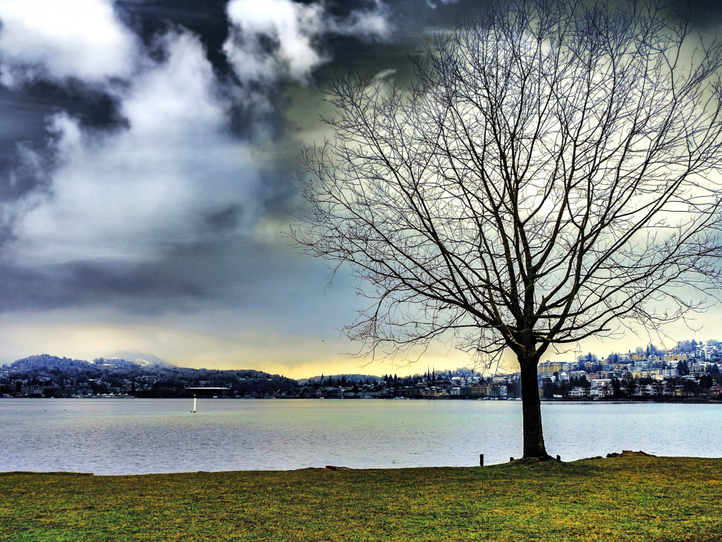 Leafless Tree Beside Water