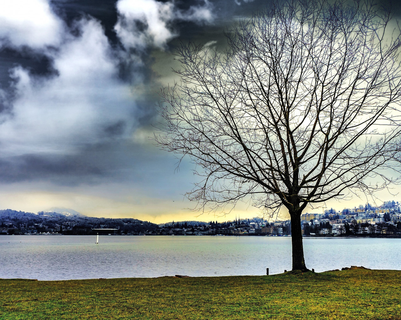 Leafless Tree Beside Water