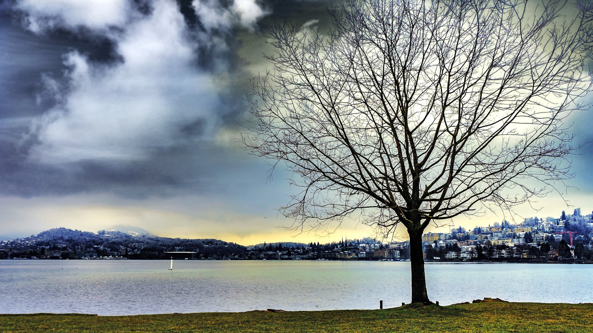 Leafless Tree Beside Water