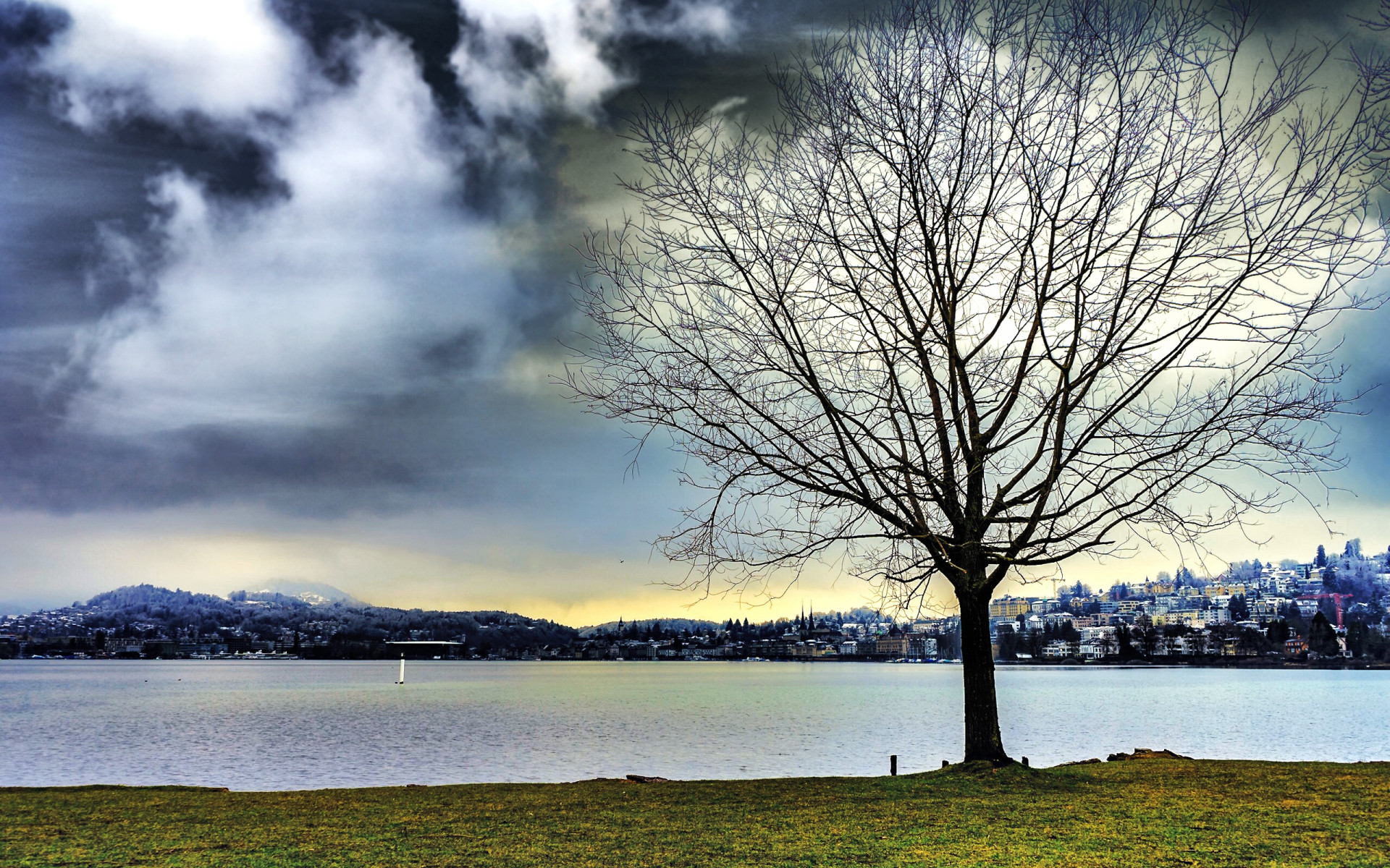 Leafless Tree Beside Water