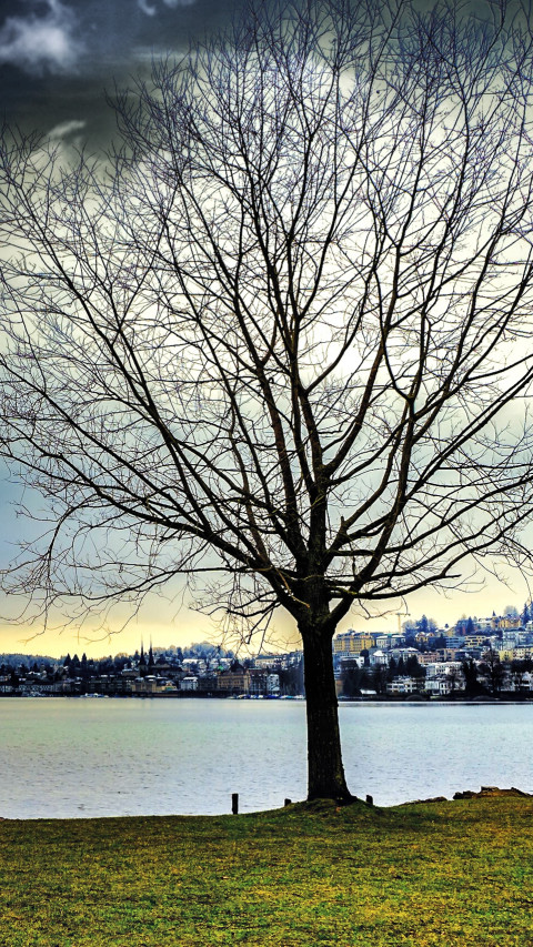 Leafless Tree Beside Water