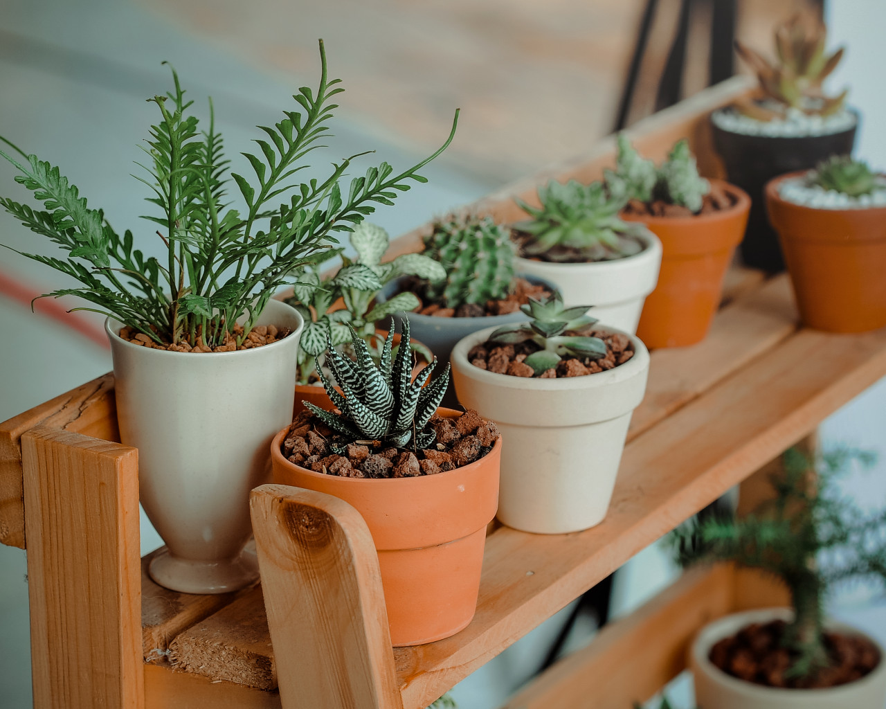 Plant Pots