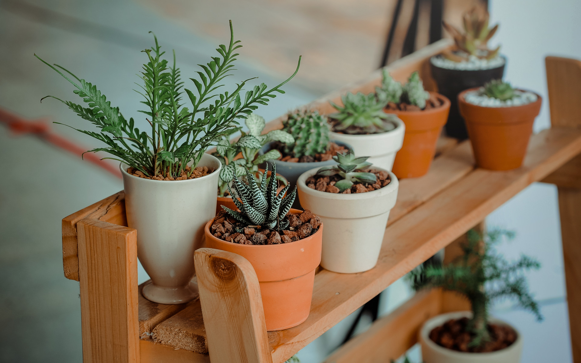 Plant Pots