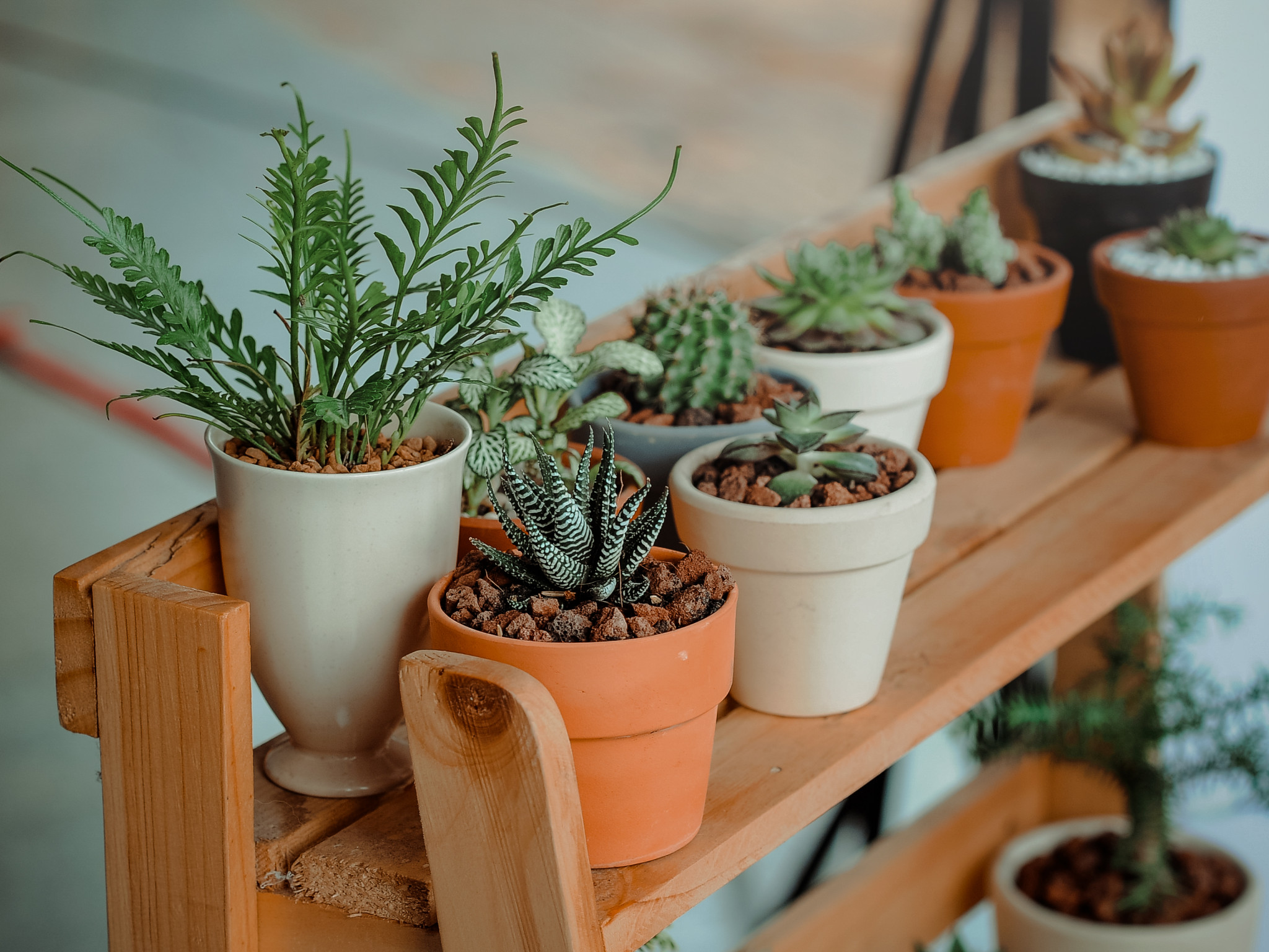 Plant Pots
