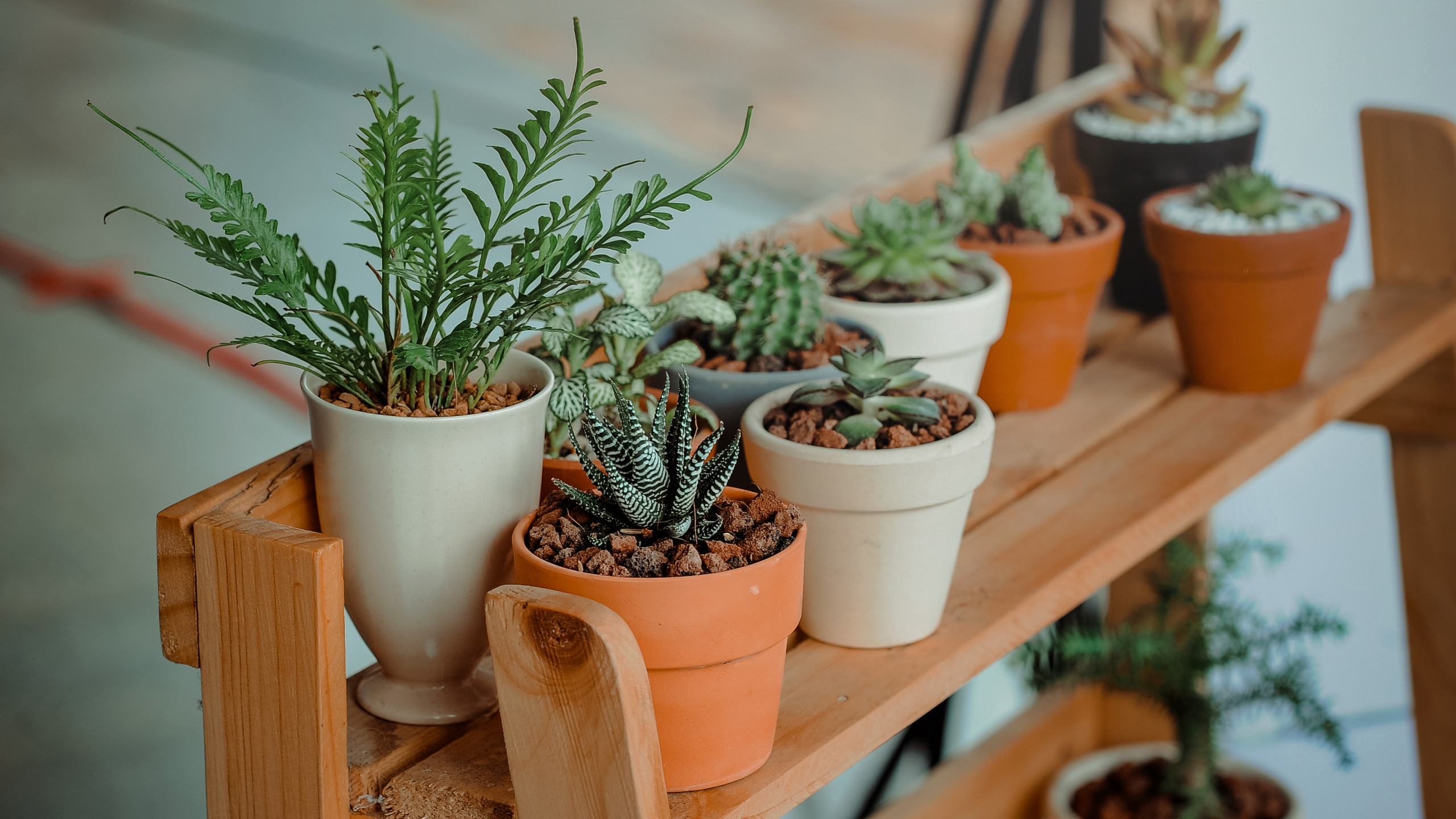 Plant Pots