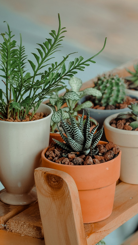 Plant Pots