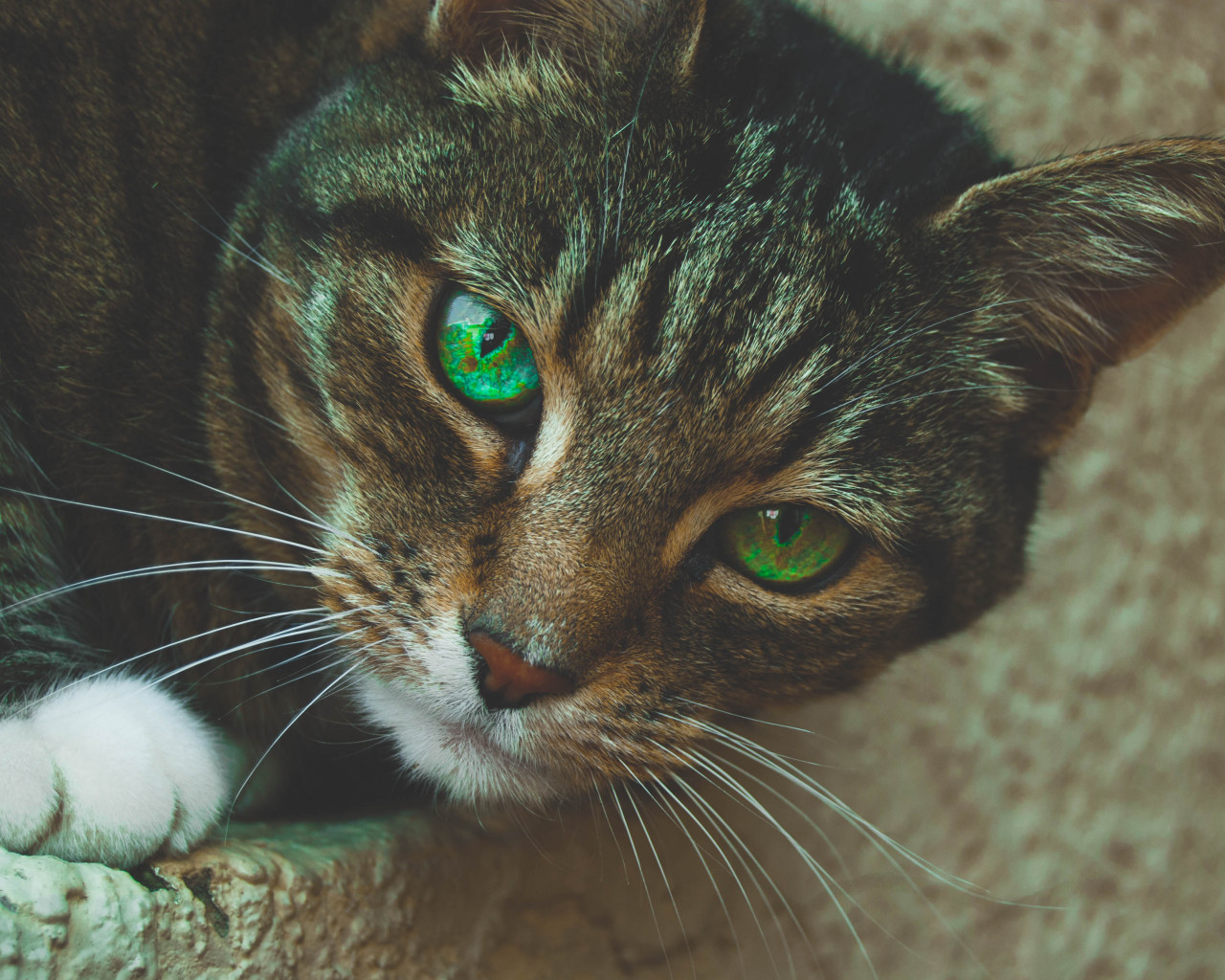 Gray Tabby Cat