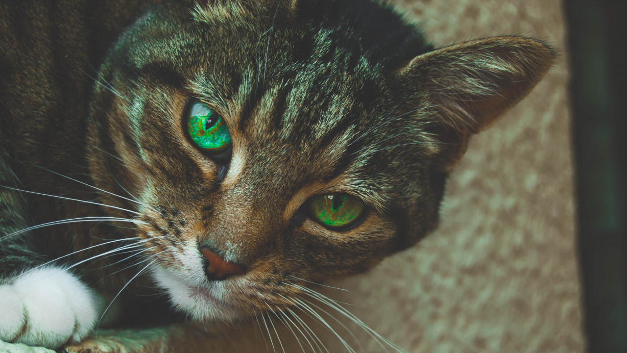 Gray Tabby Cat