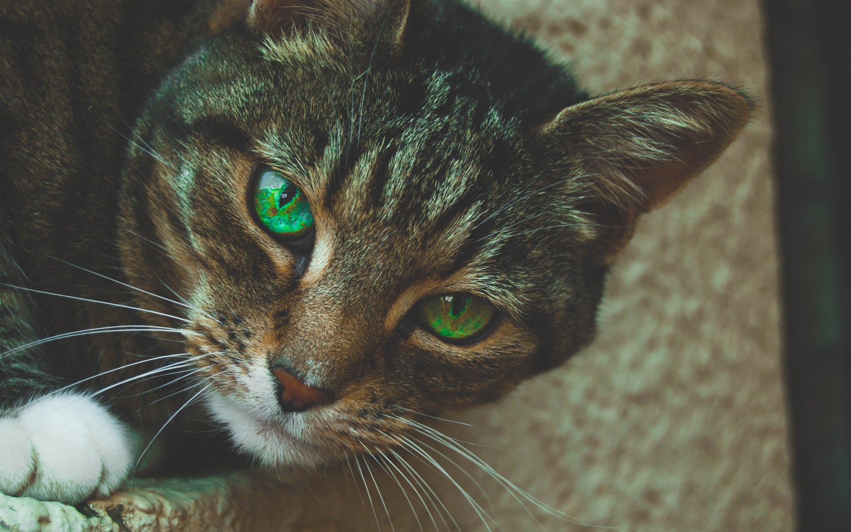 Gray Tabby Cat