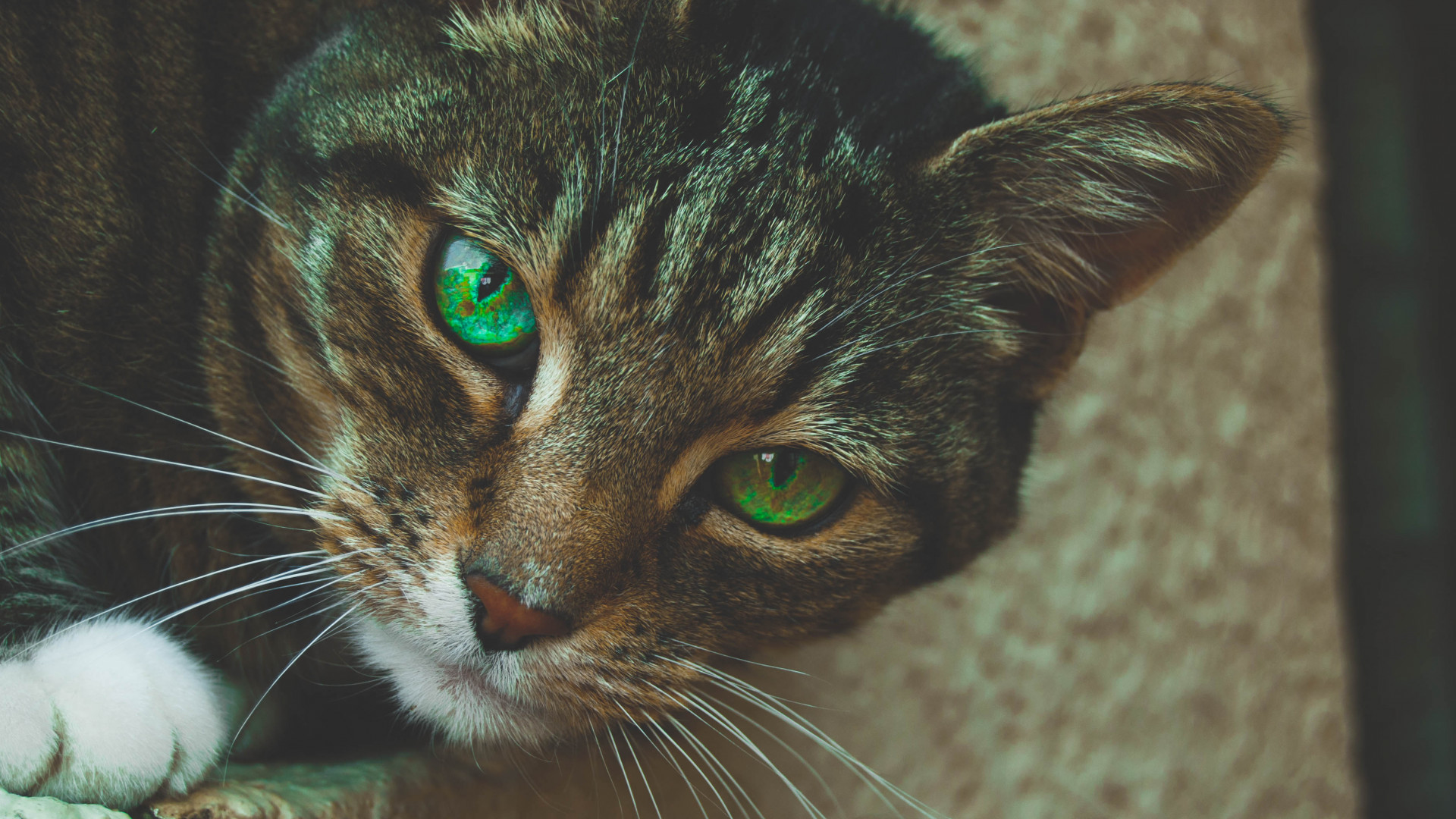 Gray Tabby Cat