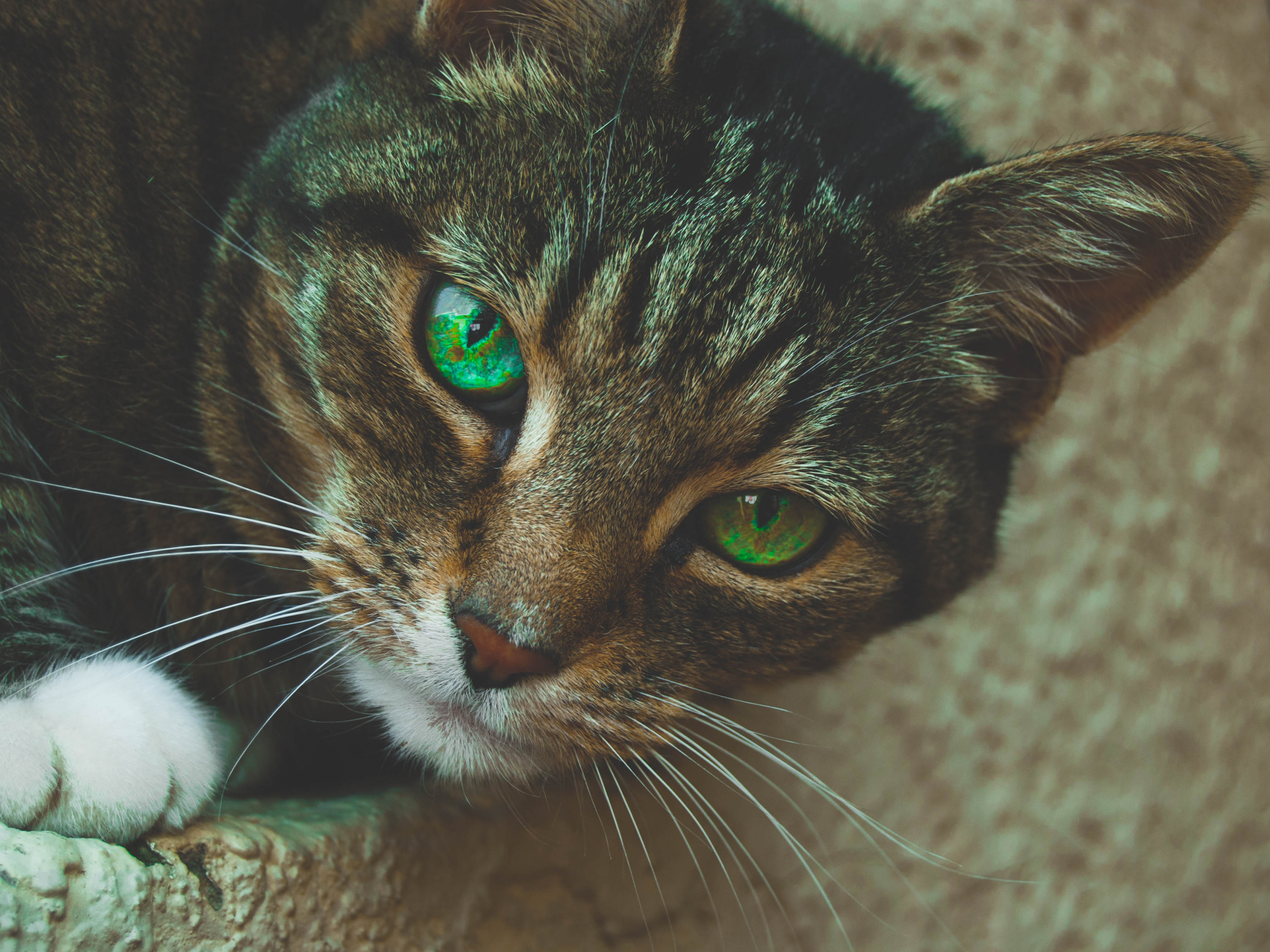 Gray Tabby Cat