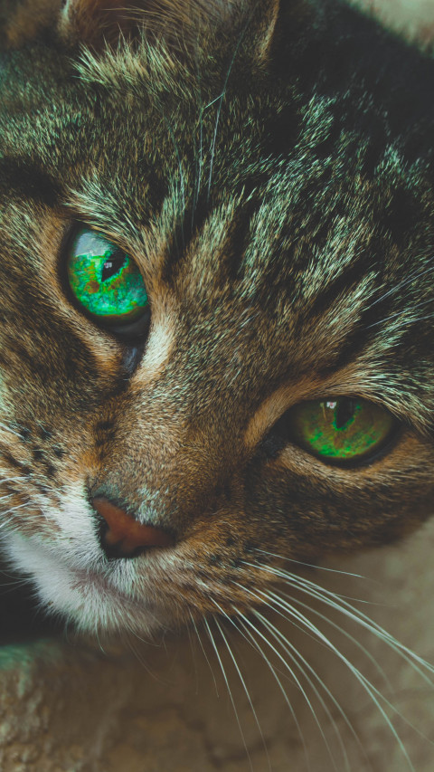 Gray Tabby Cat