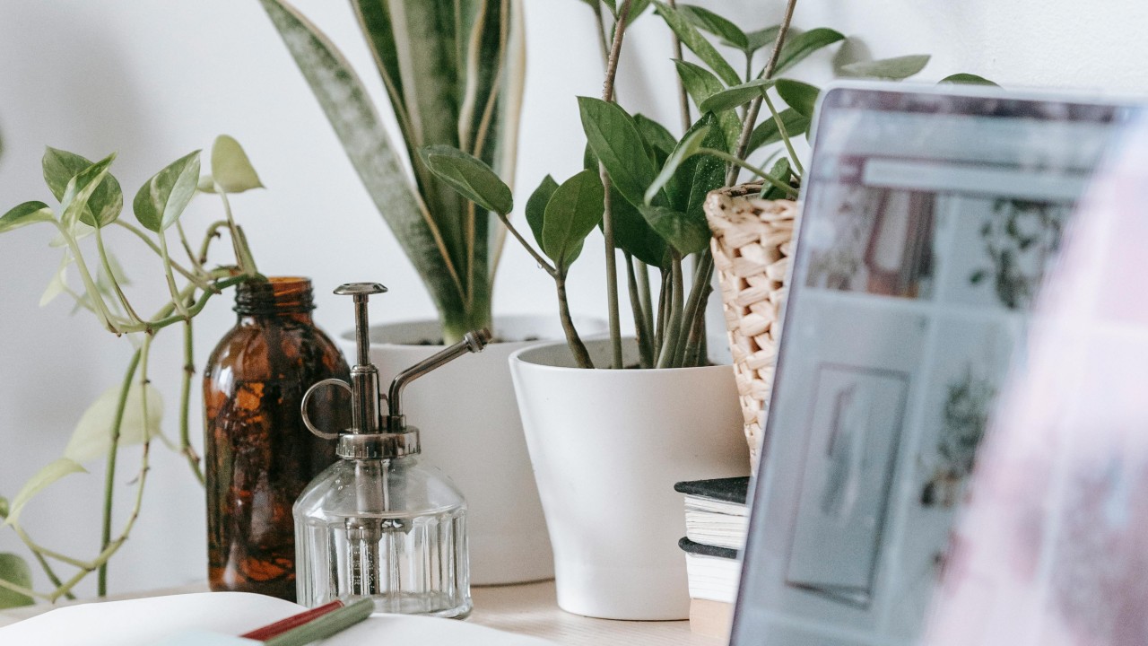 table with modern laptop and green plants