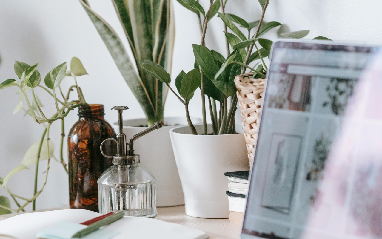table with modern laptop and green plants