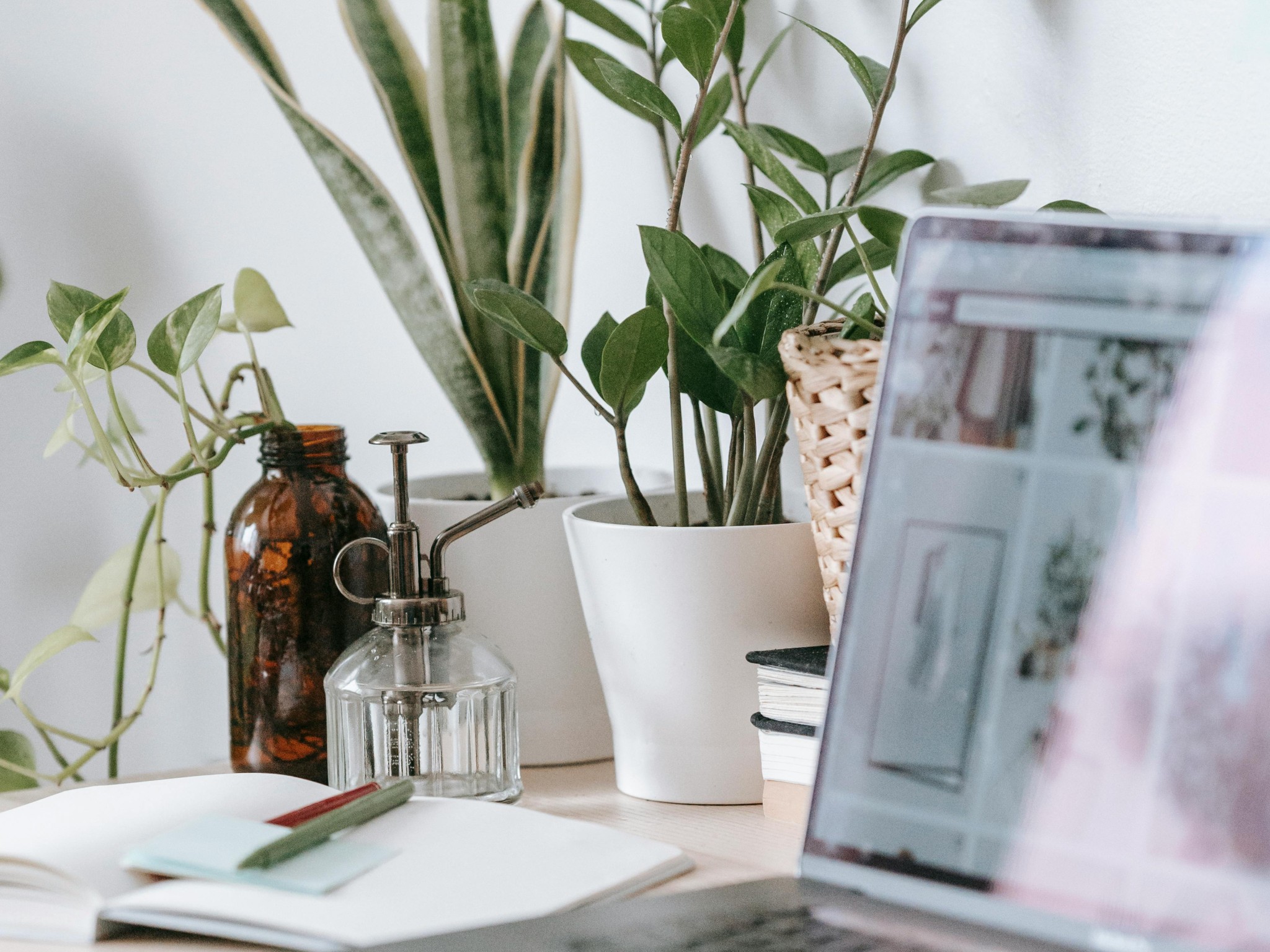 table with modern laptop and green plants