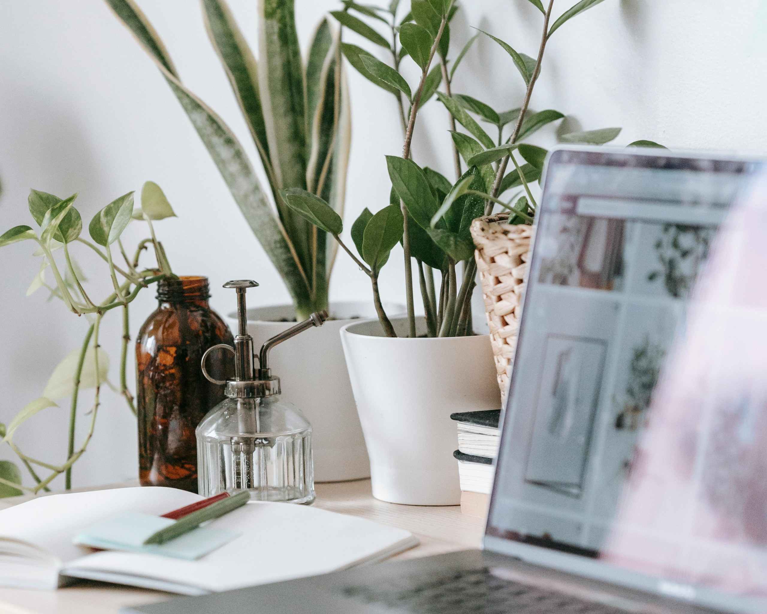 table with modern laptop and green plants