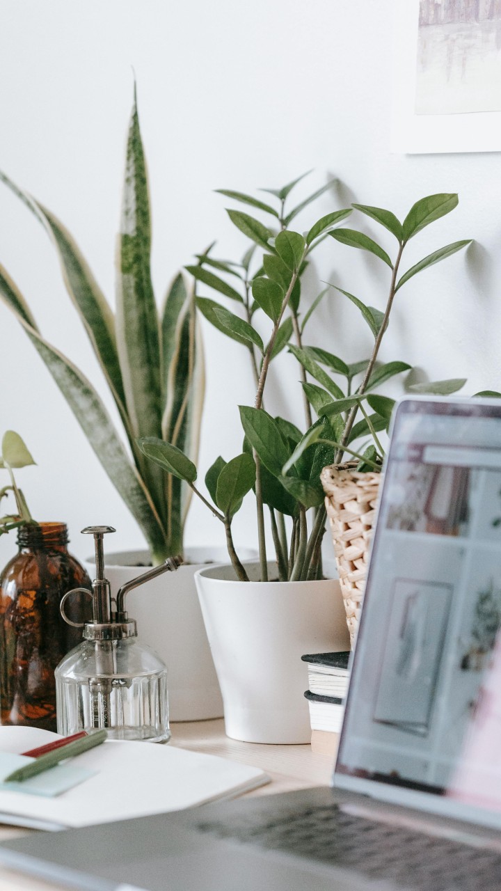 table with modern laptop and green plants