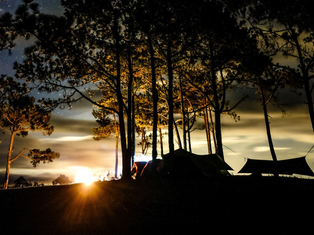Silhouette of Trees