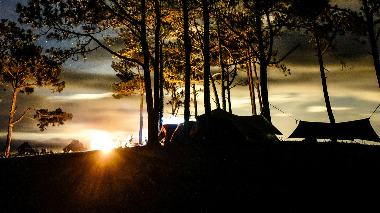 Silhouette of Trees