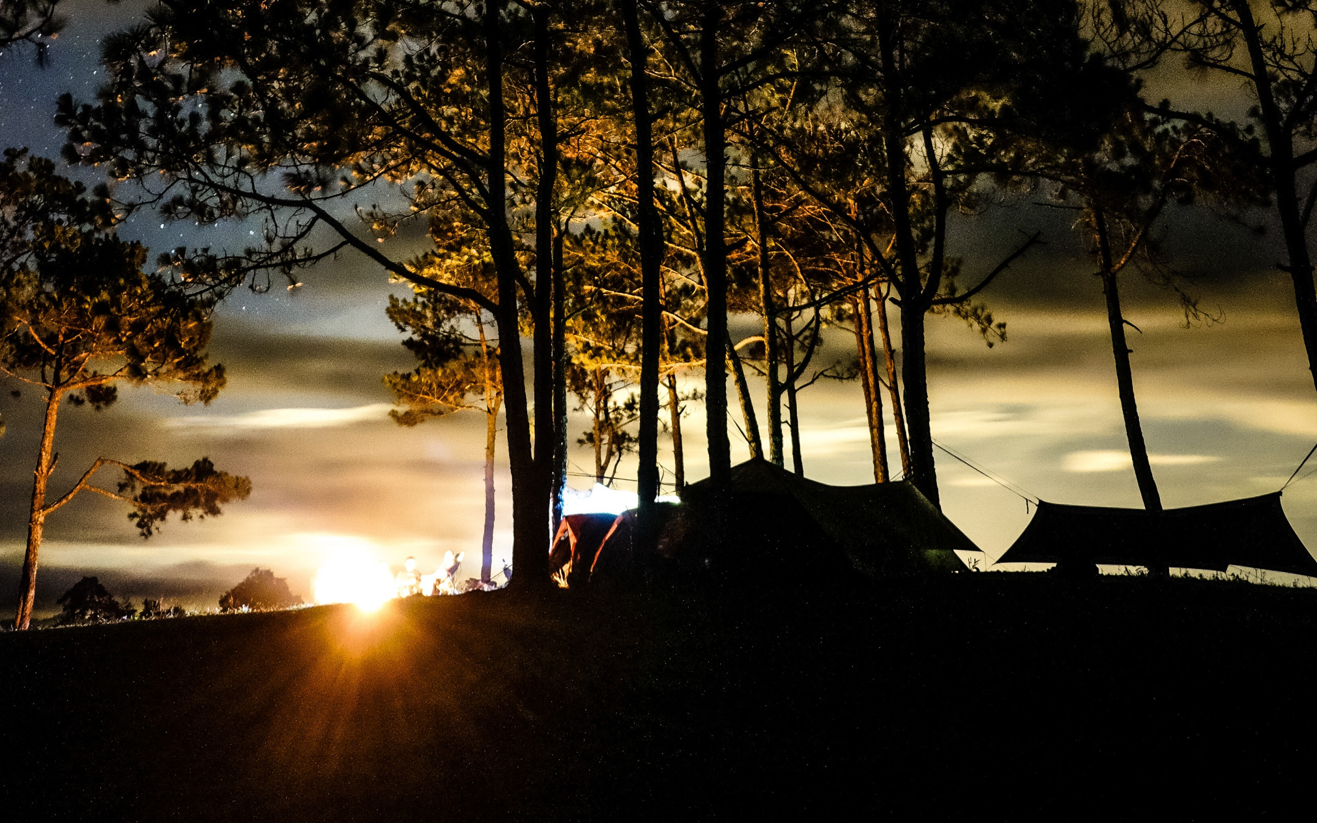 Silhouette of Trees