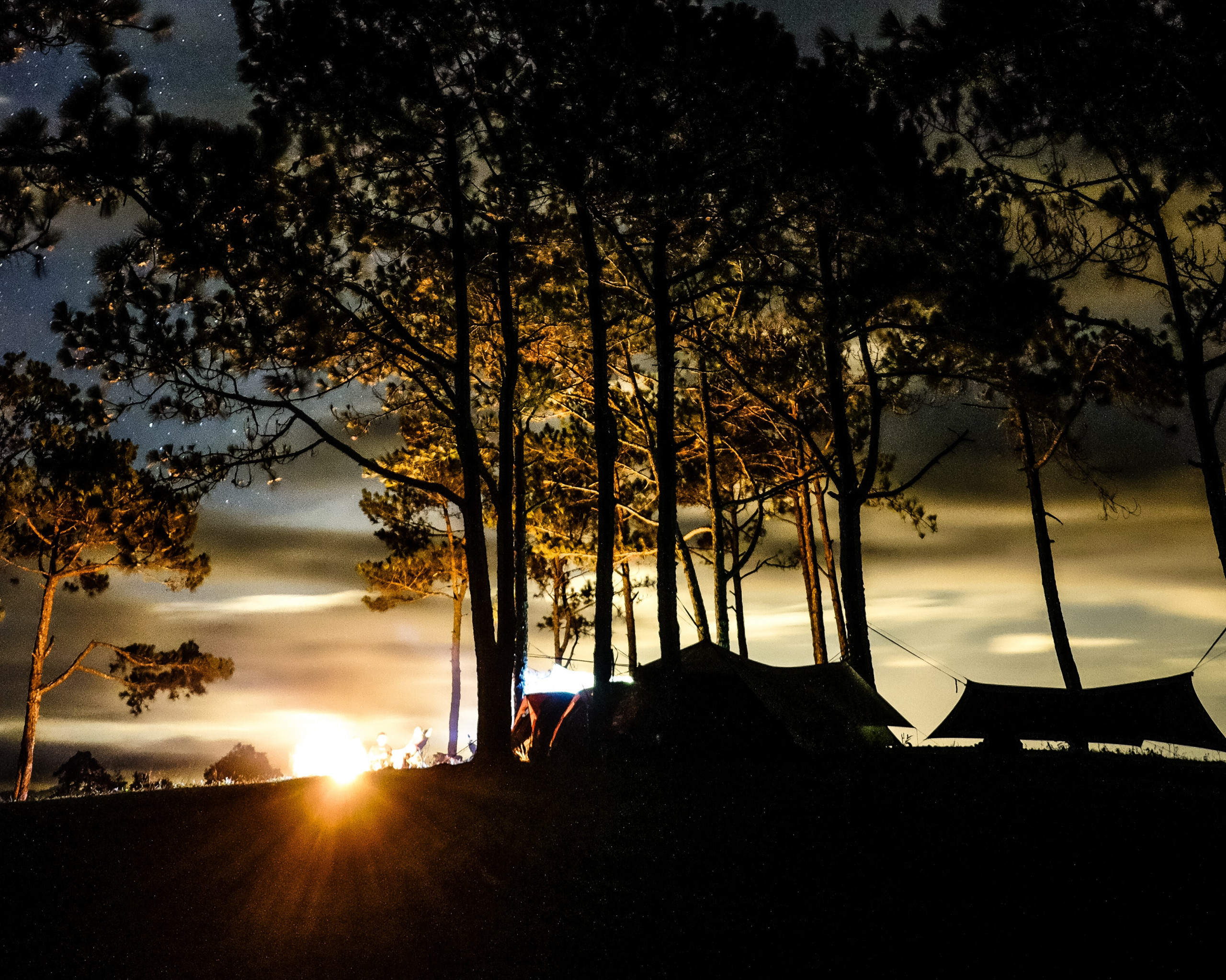 Silhouette of Trees